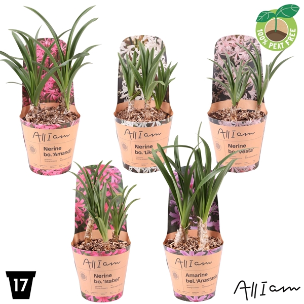 Amarine  Nerine Mixlage