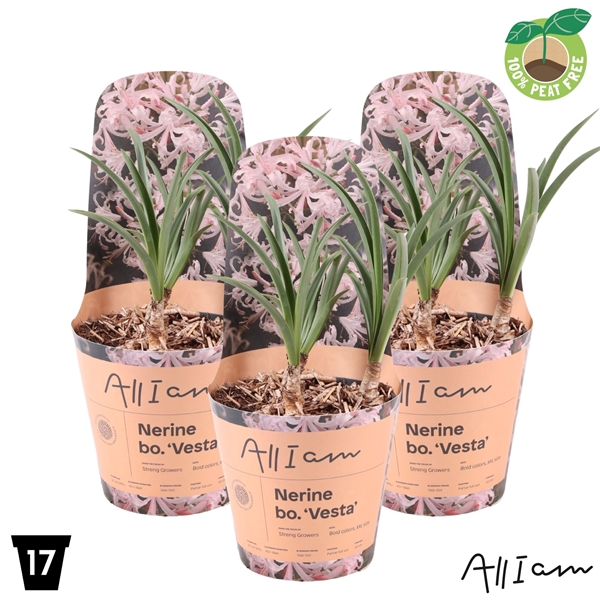 Nerine Vesta