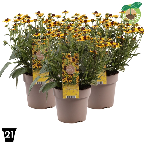 Rudbeckia Little Goldstar