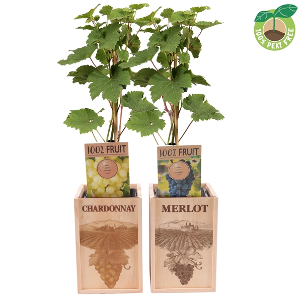Vitis Vinifera Mixlage Dekorative  Holzbox