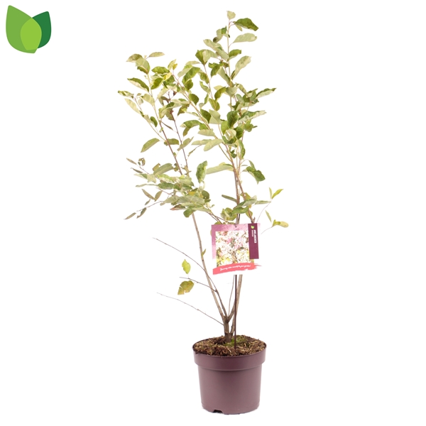 Amelanchier lamarckii