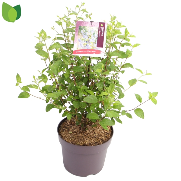 Ceanothus delilianus Gloire de Versailles