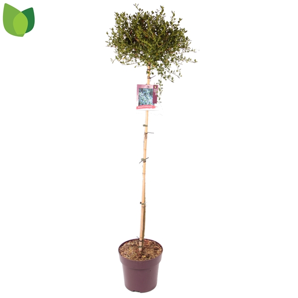 Ceanothus Victoria Stam