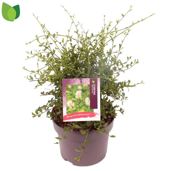 Ceanothus Snow Flurries