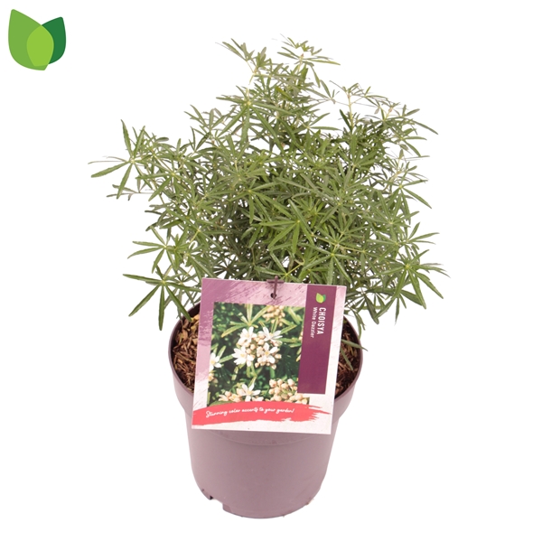 Choisya ternata White Dazzler