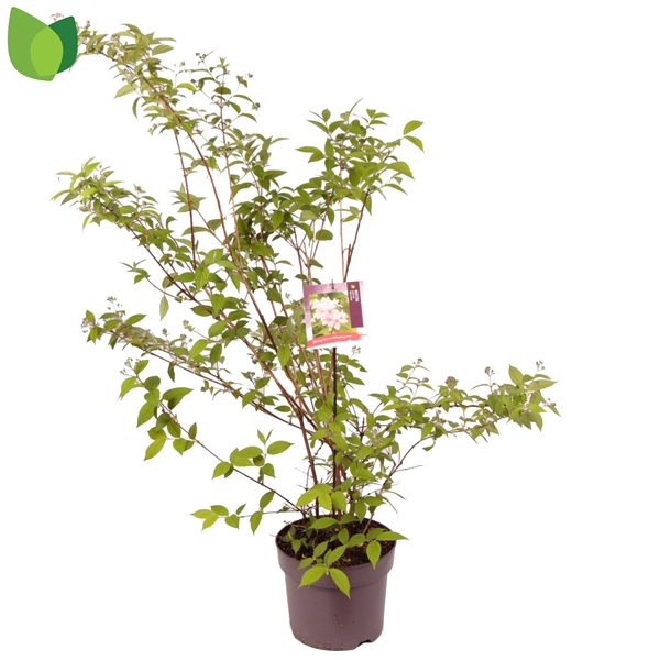 Deutzia hybrida Mont Rose
