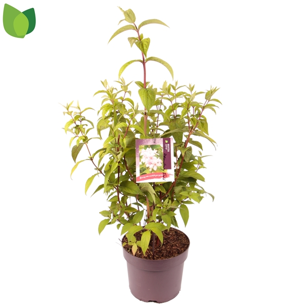 Deutzia hybrida Strawberry Fields