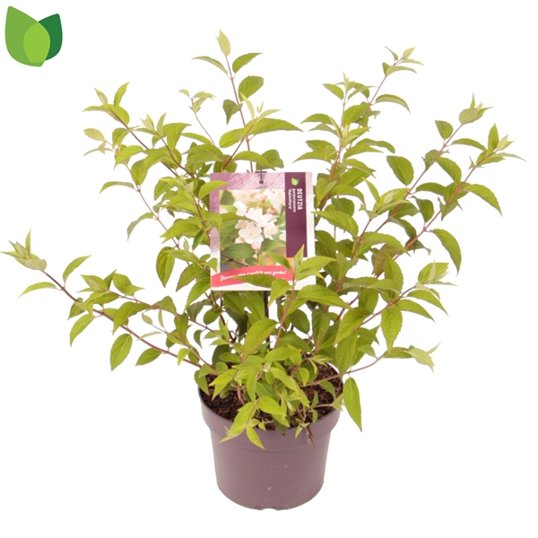 Deutzia purpurascens Kalmiiflora