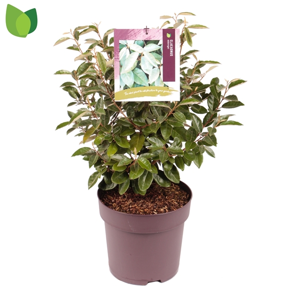 Elaeagnus Ebbingei