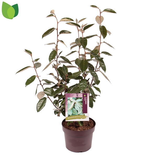 Elaeagnus Ebbingei