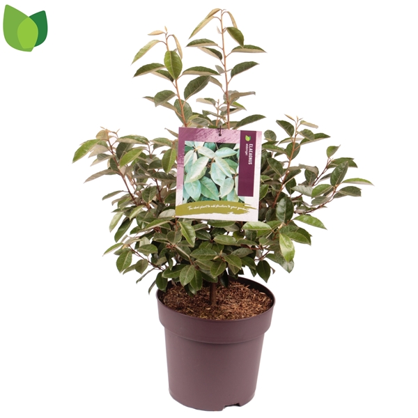Elaeagnus Ebbingei