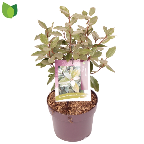 Elaeagnus Ebbingei Compacta