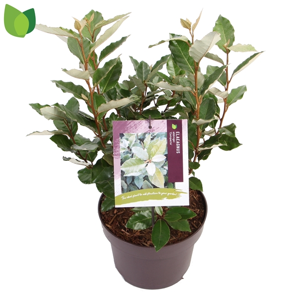 Elaeagnus Ebbingei Compacta