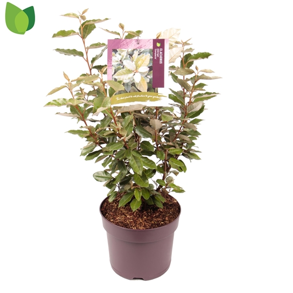 Elaeagnus Ebbingei Compacta