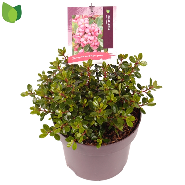 Escallonia Red Dream