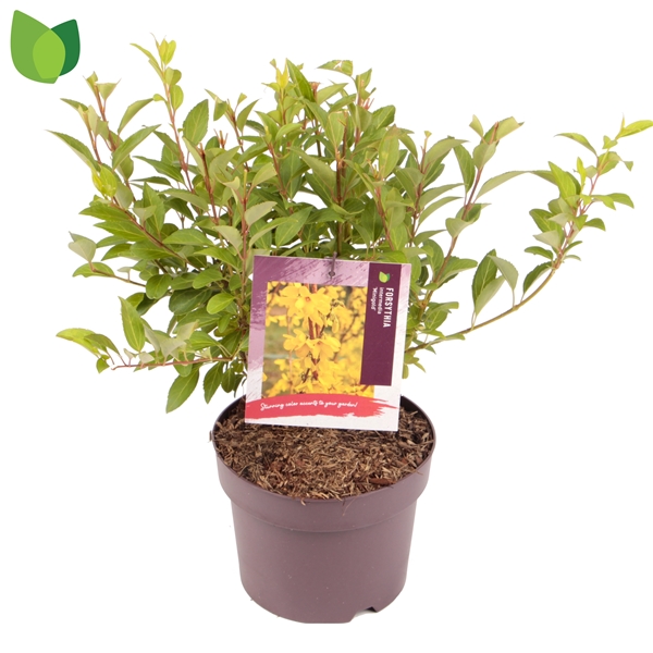 Forsythia Intermedia Minigold