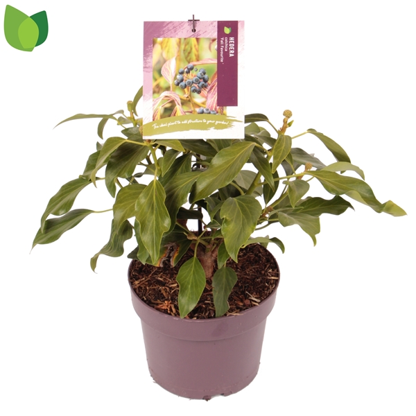 Hedera Colchica Fall Favourite