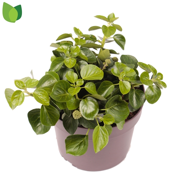Hedera Helix Arbori Compact