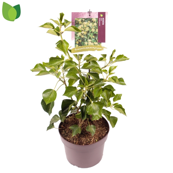 Hedera Helix Arborescens