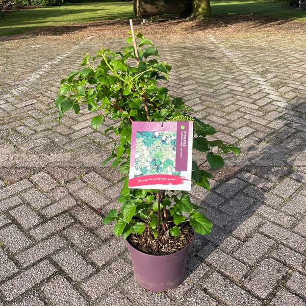 Hydrangea Anomala Petiolaris