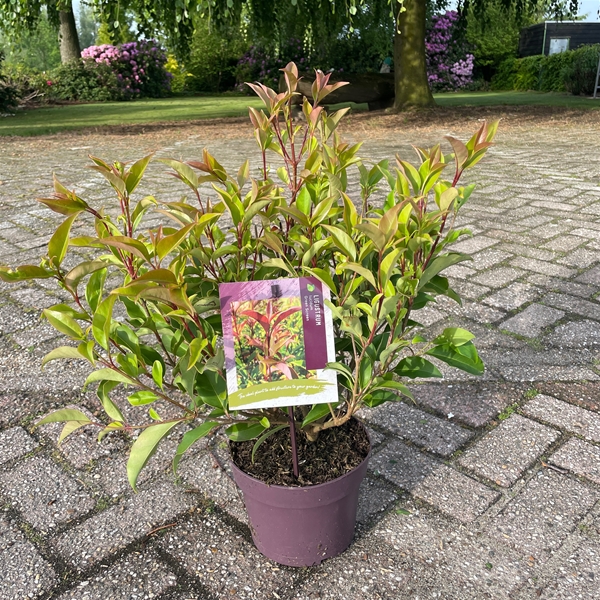 Ligustrum Lucidum Green Screen