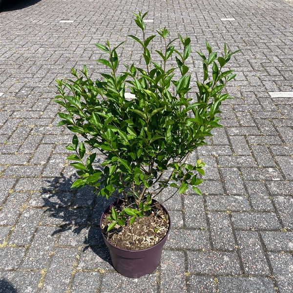 Ligustrum Ovalifolium