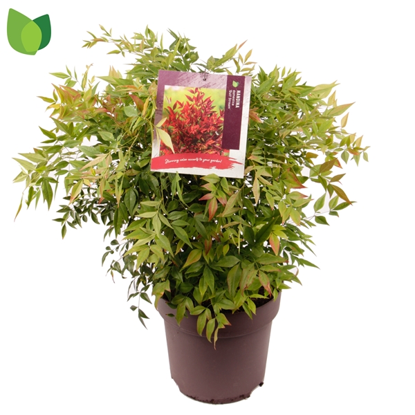 Nandina Domestica Gulf Stream