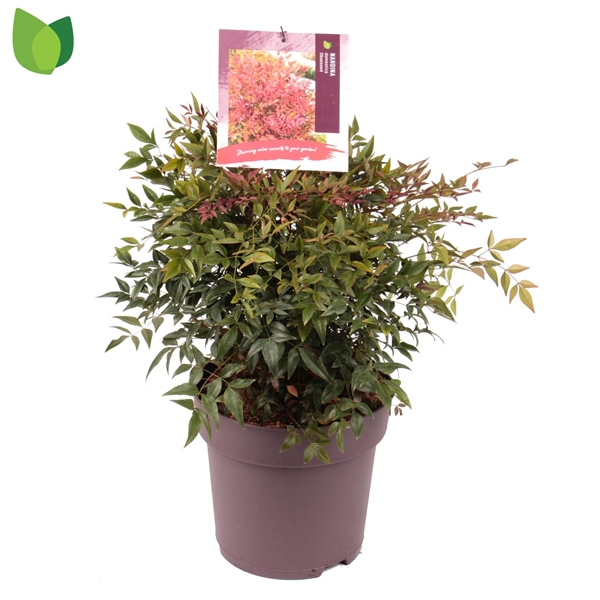 Nandina Domestica Obsessed