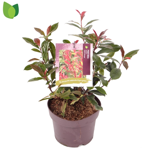 Photinia Fraseri Carre Rouge