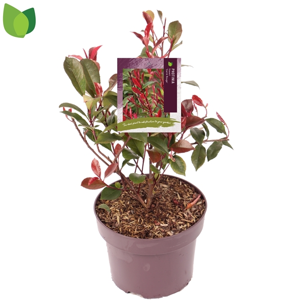 Photinia Fraseri Carre Rouge