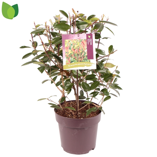 Photinia Fraseri Red Robin