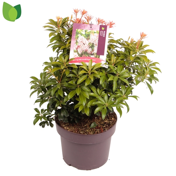 Pieris Japonica Bonfire