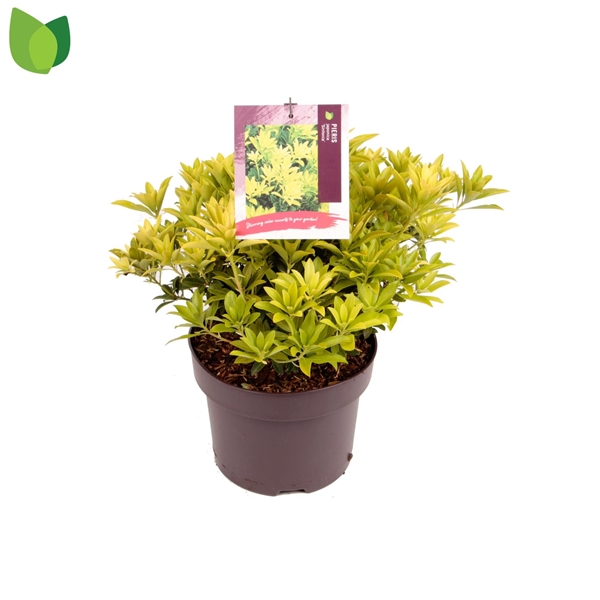 Pieris Japonica SInfonia