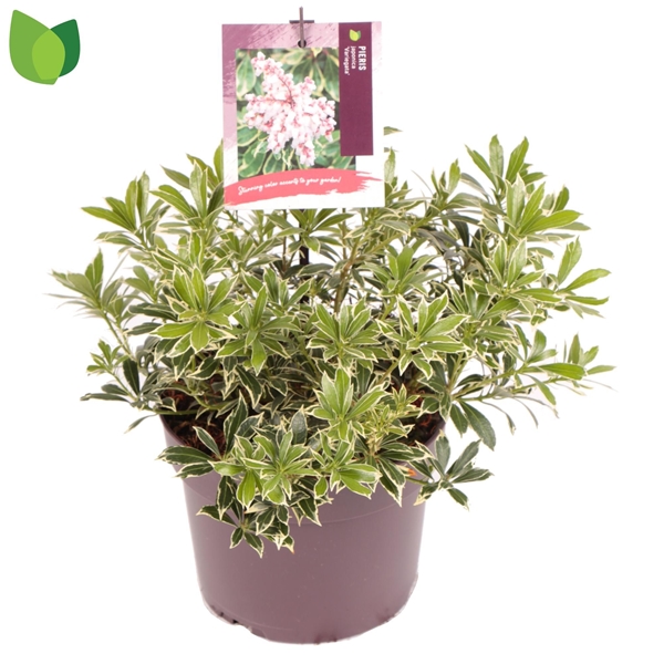 Pieris Japonica Variegata