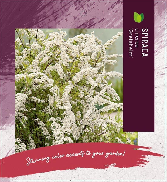 Spiraea Cinerea Grefsheim