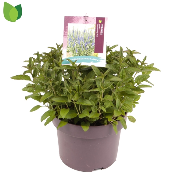 Veronica Spicata Anniversary Blue