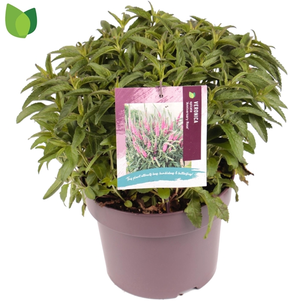 Veronica Spicata Anniversary Rose