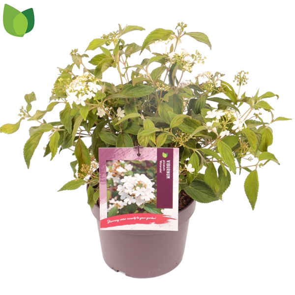 Viburnum Plicatum Watanabe