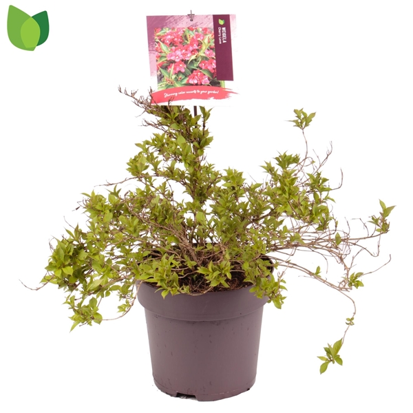 Weigela Cherry Love