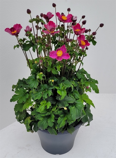 Anemone Emmy Deep Rose 
