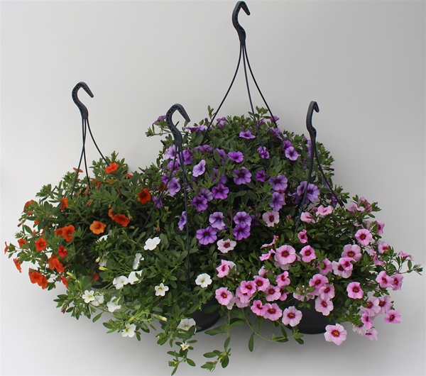 Calibrachoa Mix Ampel