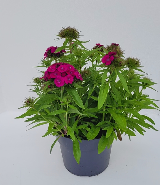 Dianthus Chinensis Dunckel Pink