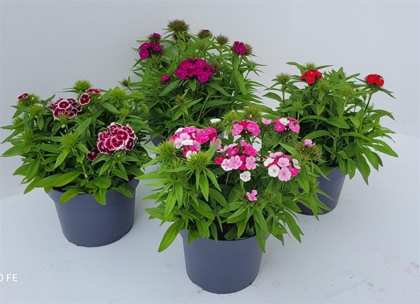 Dianthus Chinensis Mixlage