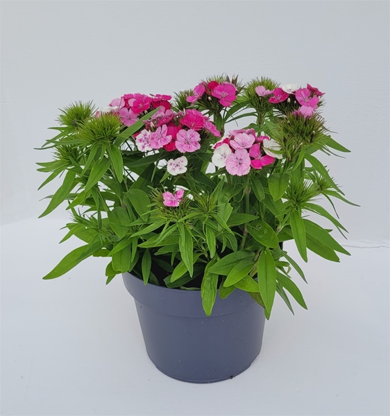Dianthus Chinensis Hell Pink