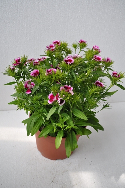 Dianthus Chinensis Weiss-Violett