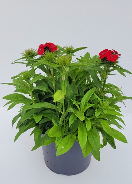 Dianthus Chinensis Rot