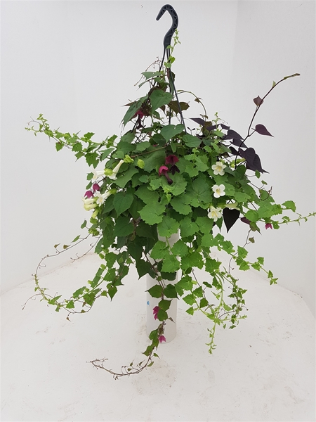 Lofos Ipomoea Trio Ampel
