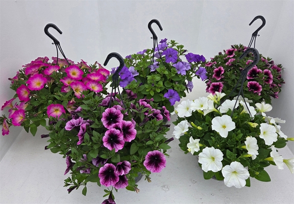 Petunia Surfinia Mix Ampel