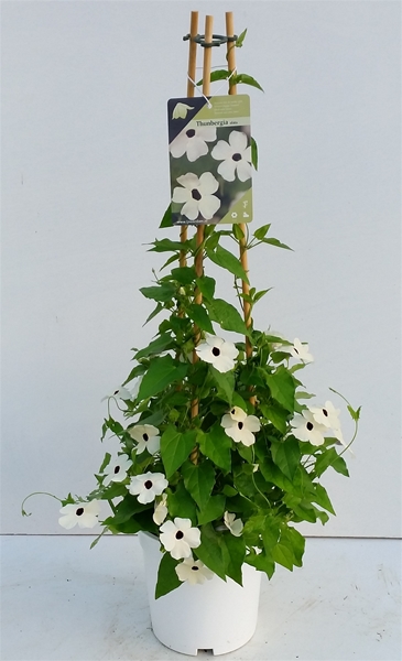 Thunbergia Nana Snow White Pyramide
