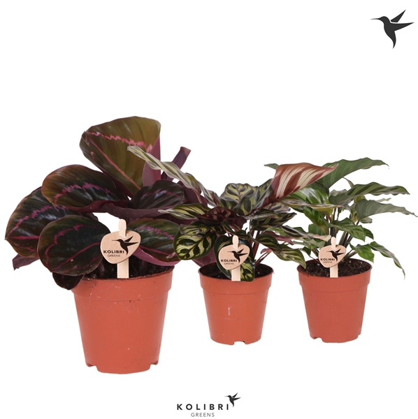 Kolibri Greens Calathea mix